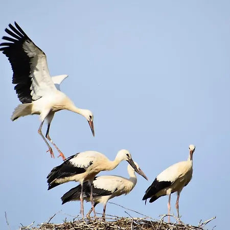 Bettches Hof Kirchhain