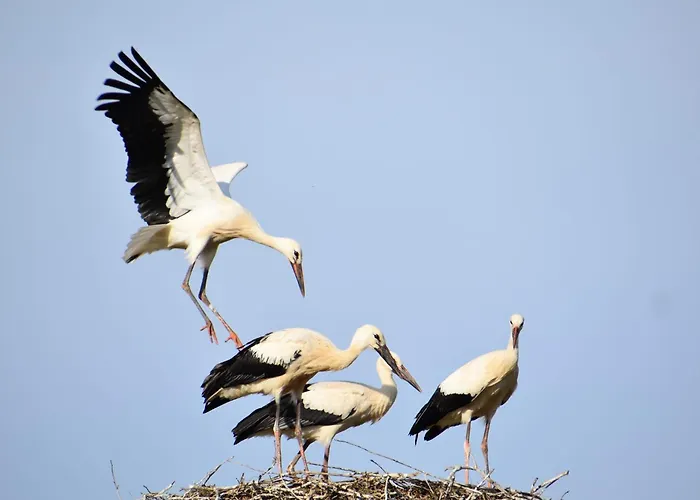 Bettches Hof Kirchhain